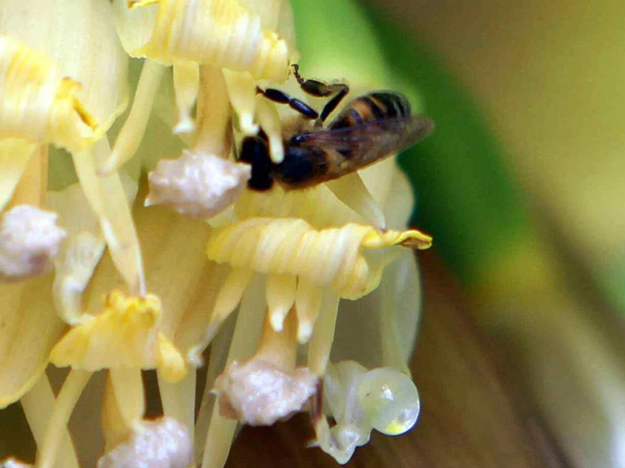 Sfondo