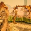 Così un leone delle caverne guarì da una frattura 190mila anni fa – News