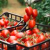 Pomodoro da industria, ok all’atteso accordo sulla raccolta al Centro Sud