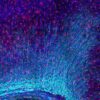 Nei custodi del cervello il motore delle malattie neurologiche – Biotech