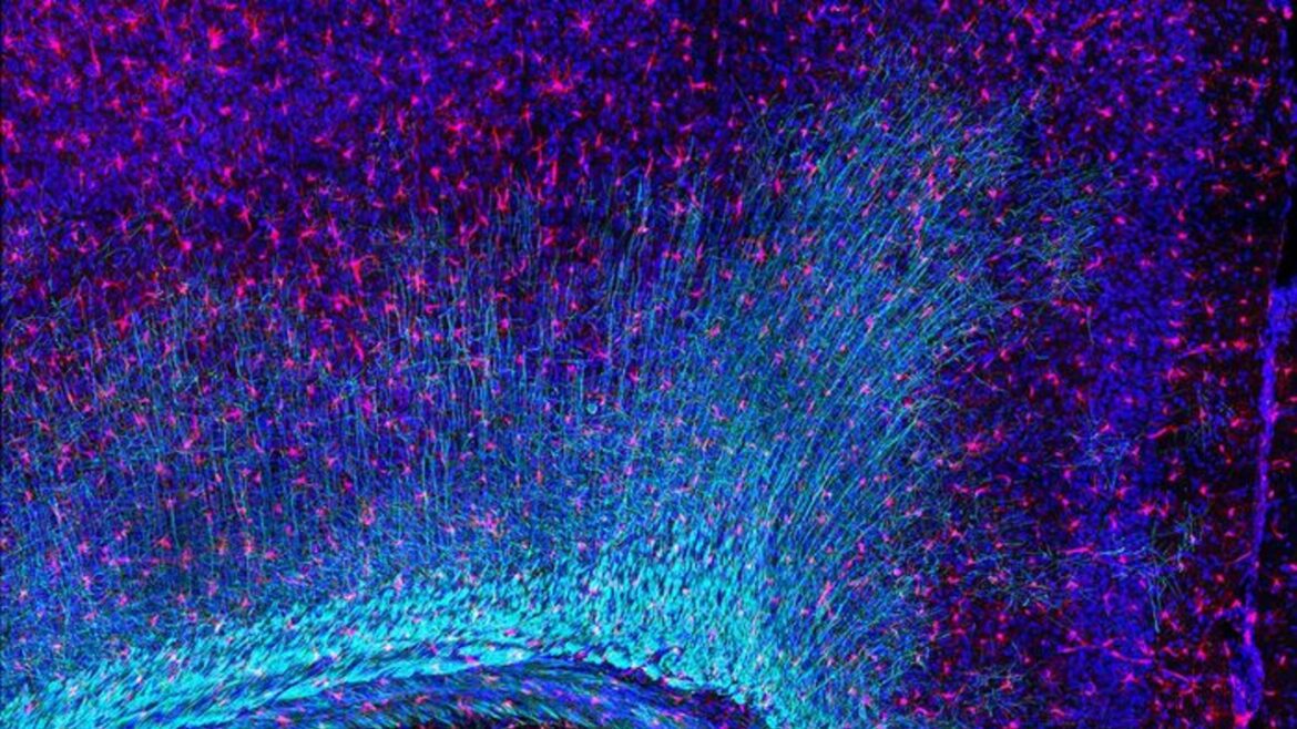 Nei custodi del cervello il motore delle malattie neurologiche – Biotech