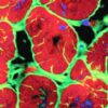 Il cuore ha un piccolo ‘cervello’ che lo protegge dallo stress – Biotech