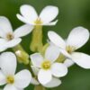 Mappata la crescita delle piante, dalle staminali al fiore – Biotech