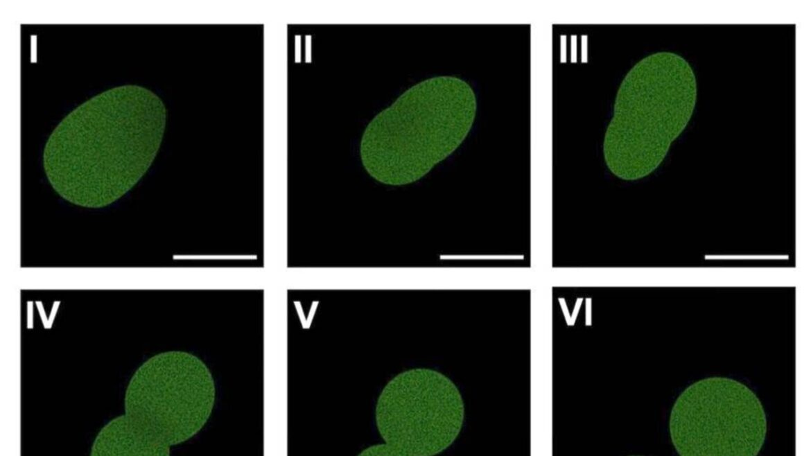 Dubbi sulla prima cellula sintetica ‘ottenuta da zero’ – Frontiere