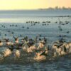A scuola di birdwatching con l’IA nel Parco del Delta del Po – Notizie
