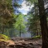 Crescono le foreste europee, ma le aziende del legno dipendono dall’estero