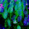 Il Dna è regolarmente rotto e riparato quando il cervello si forma – Biotech