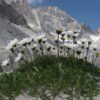 Il ghiaccio sepolto è un rifugio per la biodiversità d’alta quota sulle Alpi – Terra e Poli